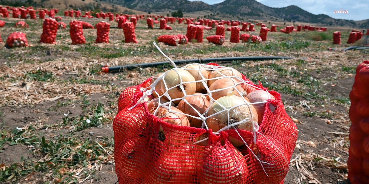 sogan soyarken degil bu kez hasat ederken aglatti q3BD2C8K