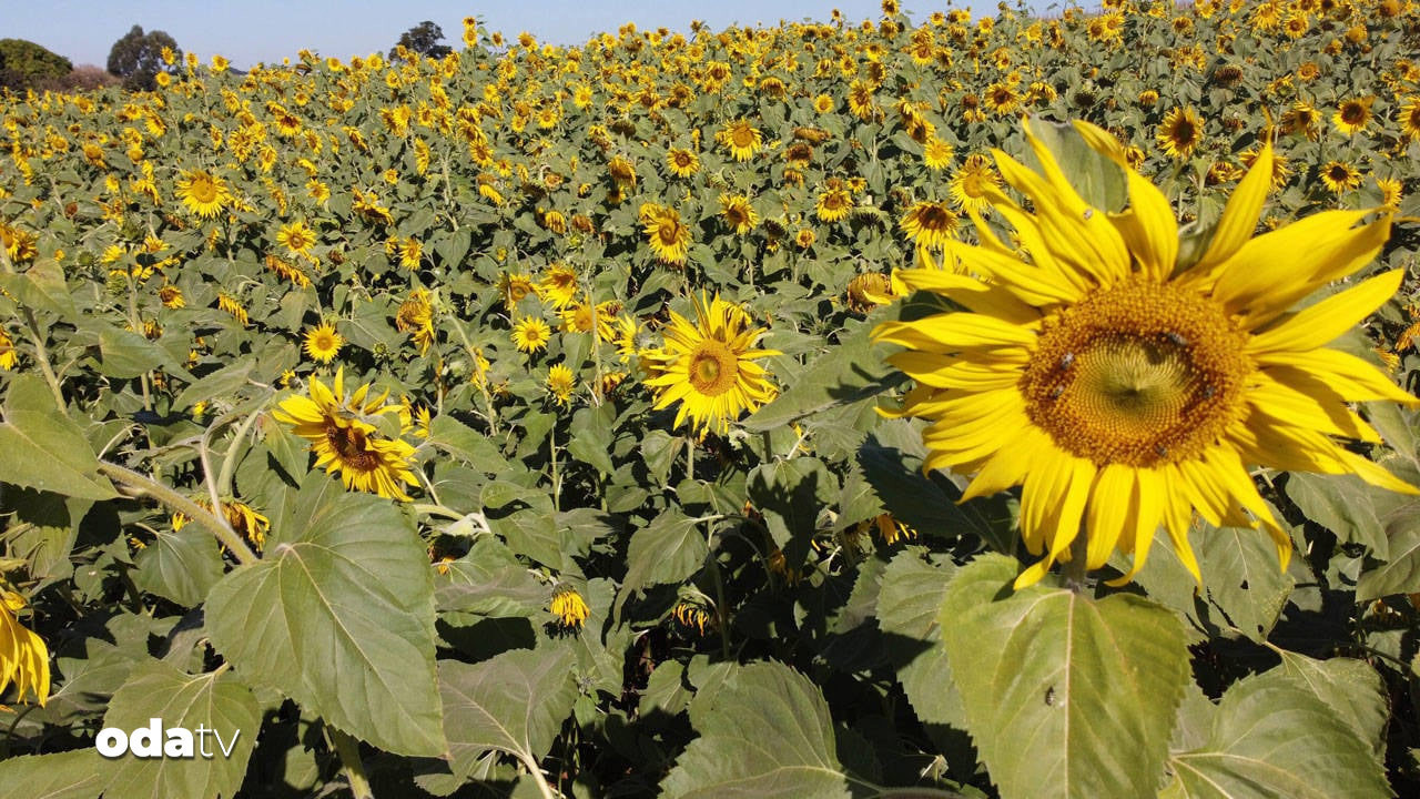 trakya birlikin aycicegi fiyatina ureticiden tepki CqHIU9dq