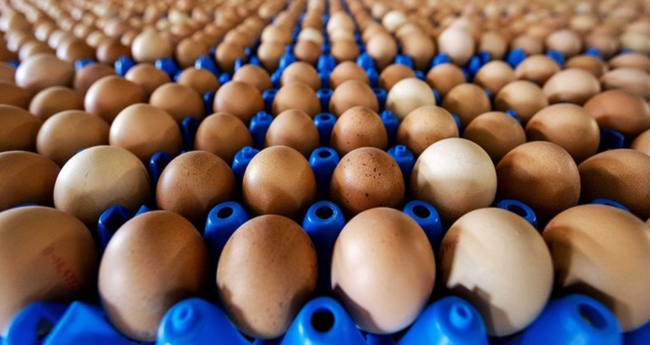 abddeki kus gribi krizi turkiyenin yumurta ihracatini yuzde 406 arttirdi Z6krUtjF
