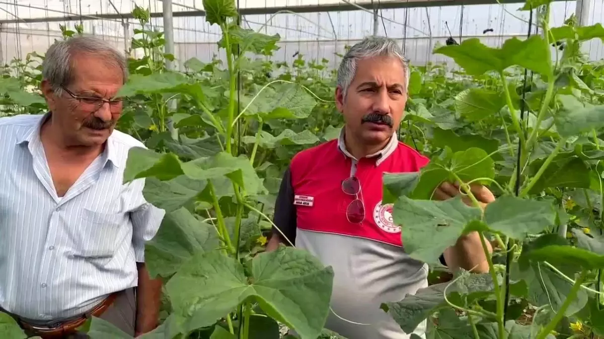 adiyamanda modern sera yatirimlariyla tarimsal uretim artiyor I3q87BgE