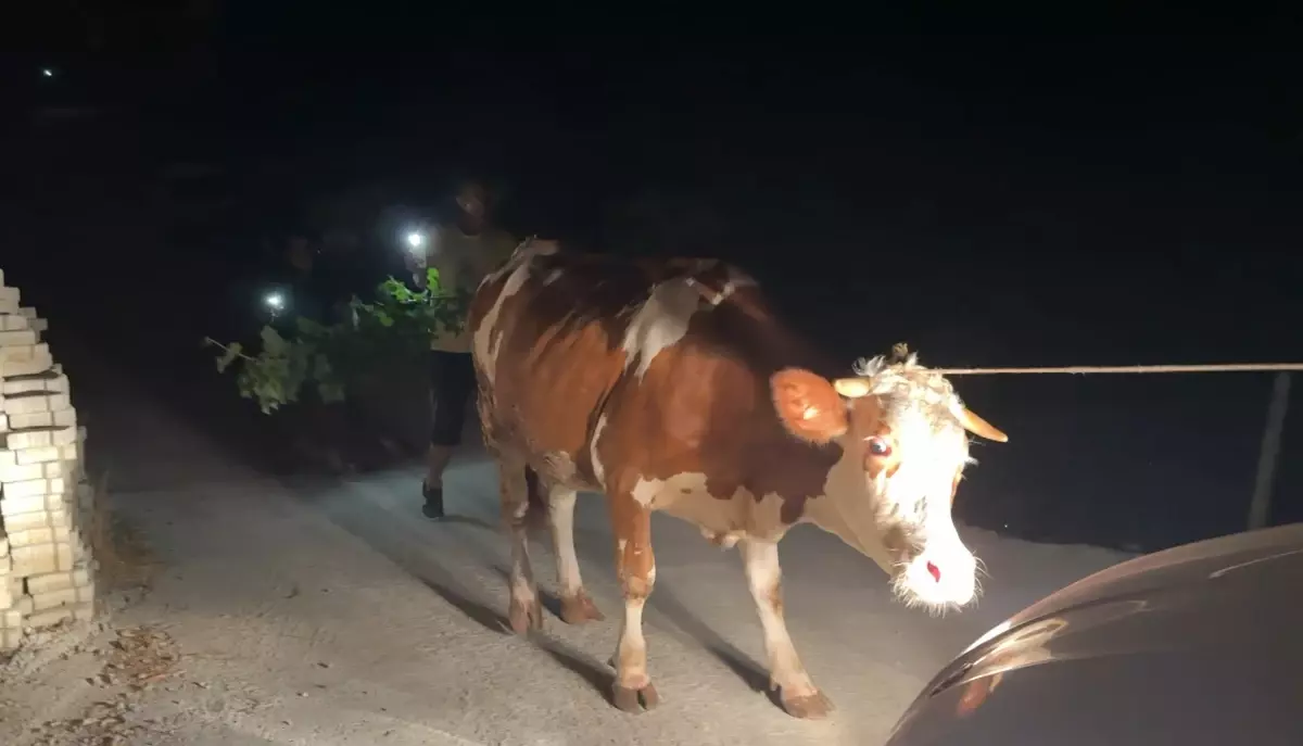 alanyada orman yangini yerlesimler tahliye edildi 3hXwj7J5