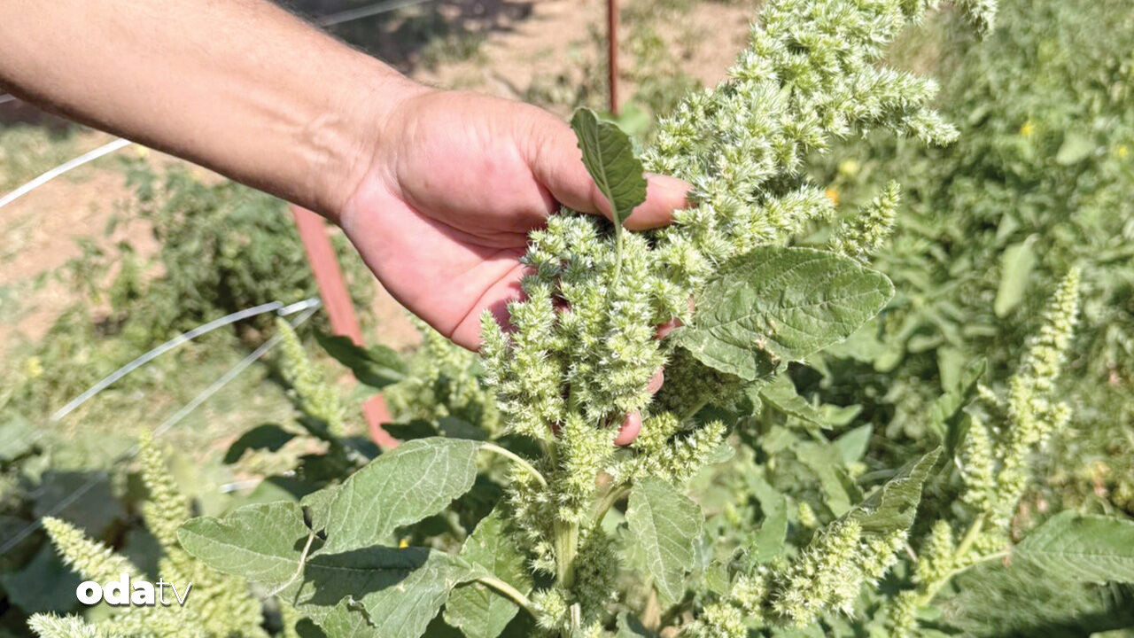 tokattan isvicreye bitkide buyuk donusum 36OR69HW