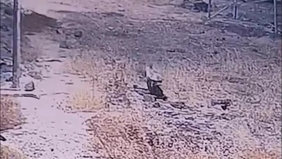 cizgili sirtlan gunes santralinde goruntulendi jNR2R6ZO