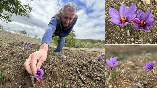 dunyanin en pahali baharati kilosu 450 bin tlden satiliyor soguk havalardan dolayi erken cicek acti e8VVA64v.webp