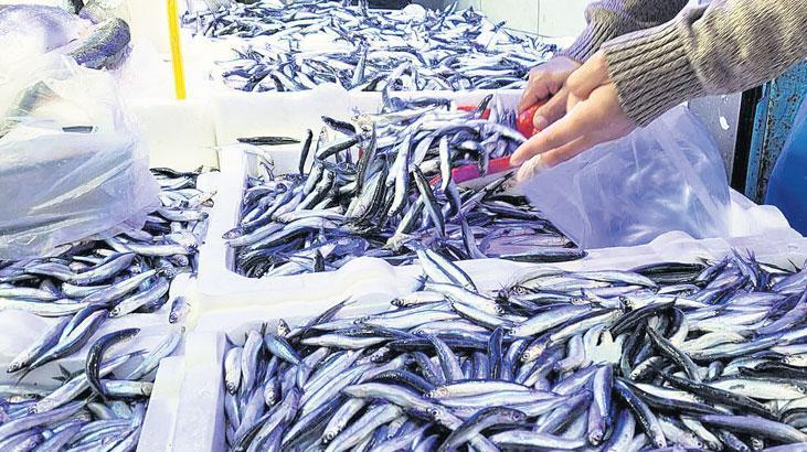 esnaf ve vatandas ucuz hamsiyle guldu ipyLSwct.jpg