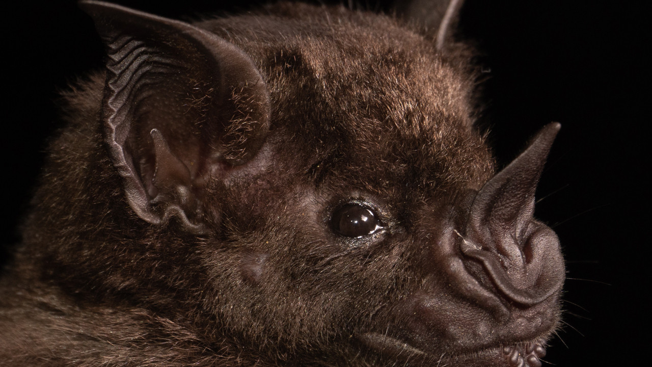 yeni koronavirus salgini alarmi basrolde yine yarasalar var ZeLB72j2.jpg