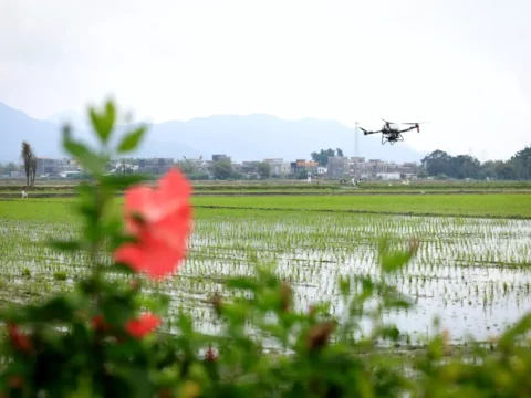 Taishan’da Teknolojik Tarım Dönüşümü