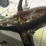 okyanusun-deviyle-5-saatlik-duello-tum-kasaba-bu-balikla-doydu-kpL45rEw