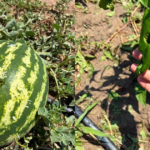 Ipsalada dolu felaketi tarim arazileri zarar gordu mJ6DdSAw